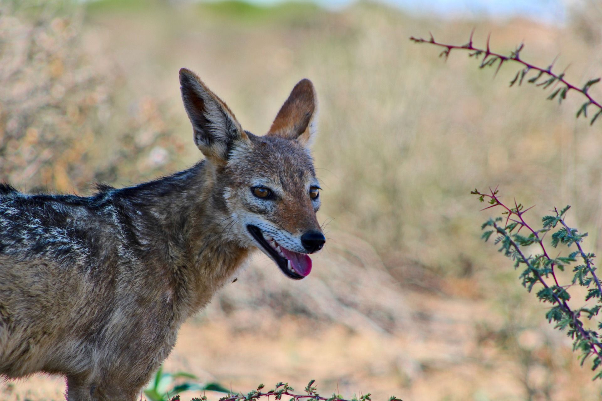 Black-backed Jackal.