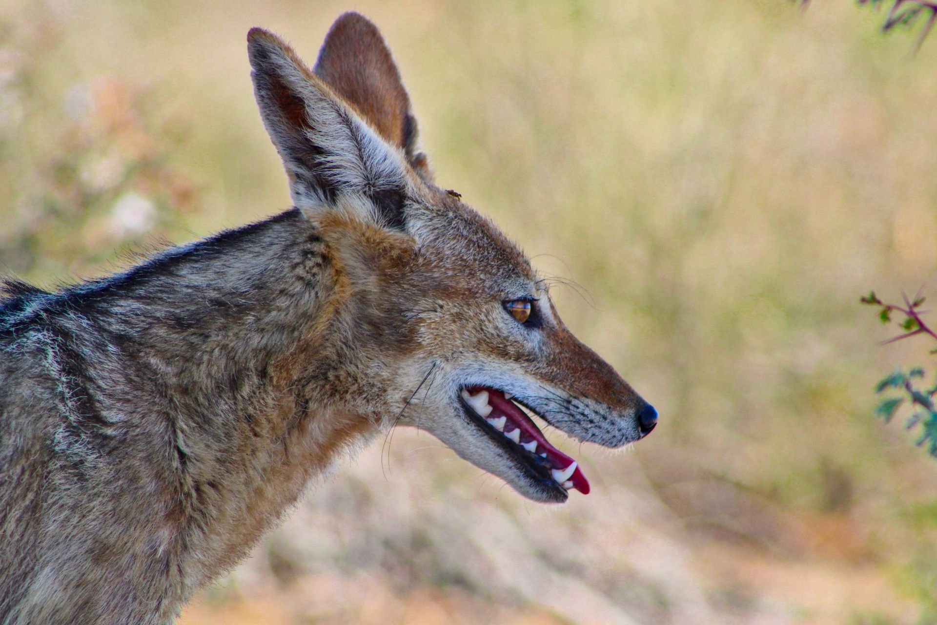 Black-backed Jackal.