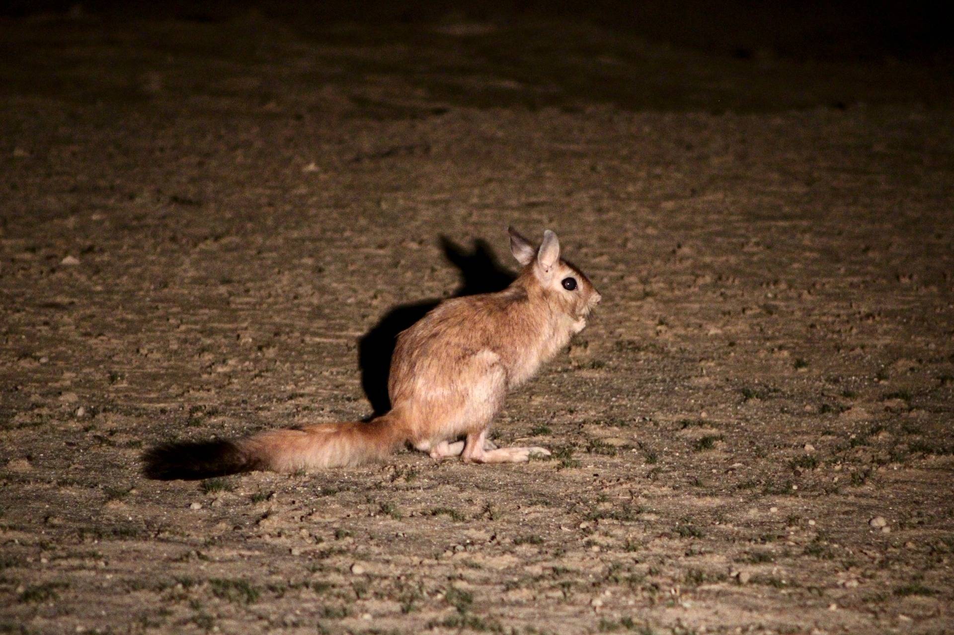Spring Hare. It's as if a Rabbit and a Kangaroo had a baby :)