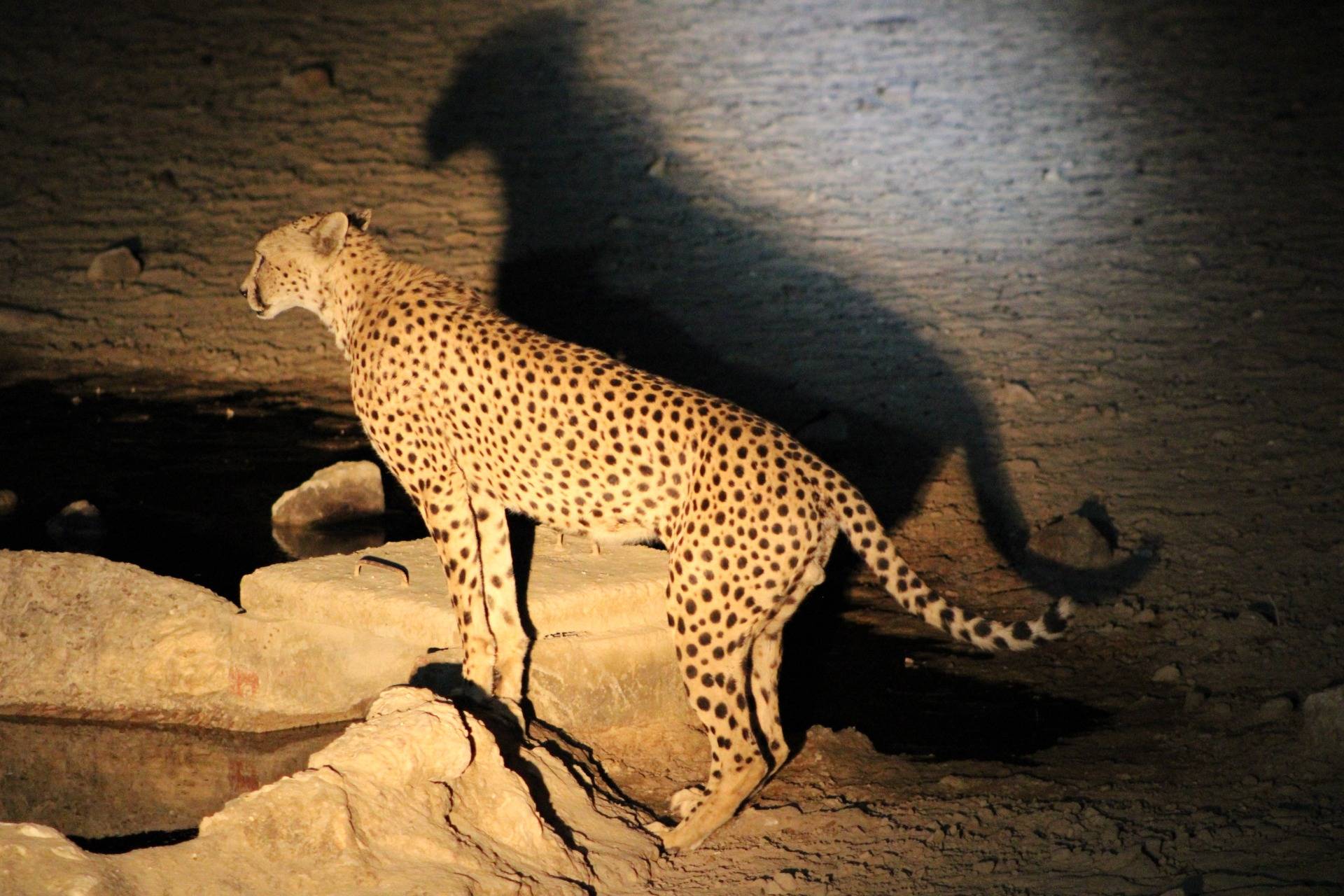 Cheetah at a waterhole.