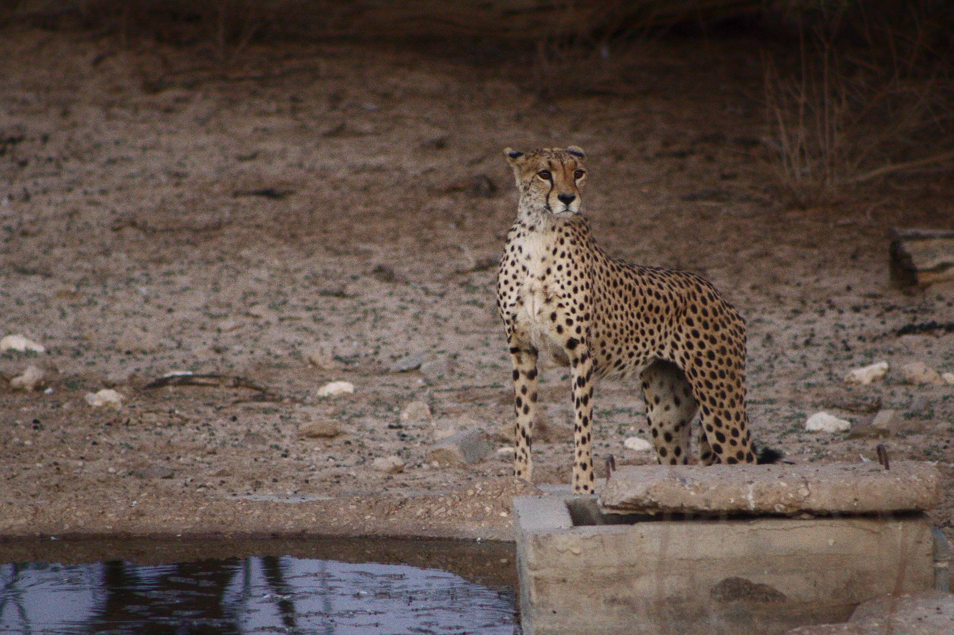 Cheetah at the camps' waterhole.