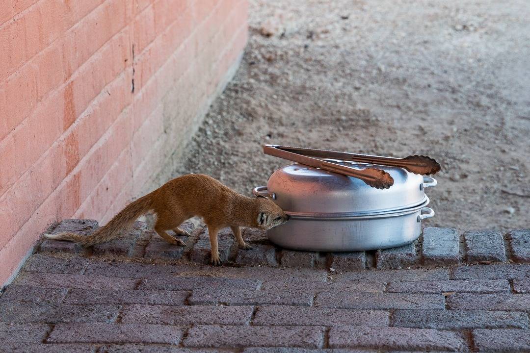 A Yellow Mongoose trying to get to our braai meat! (Photo: Vicky Garcia).