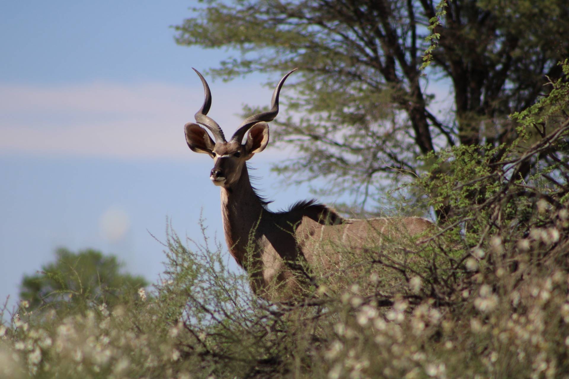 One of Southern Africa's most beautiful antelope. The 'Kudu'.