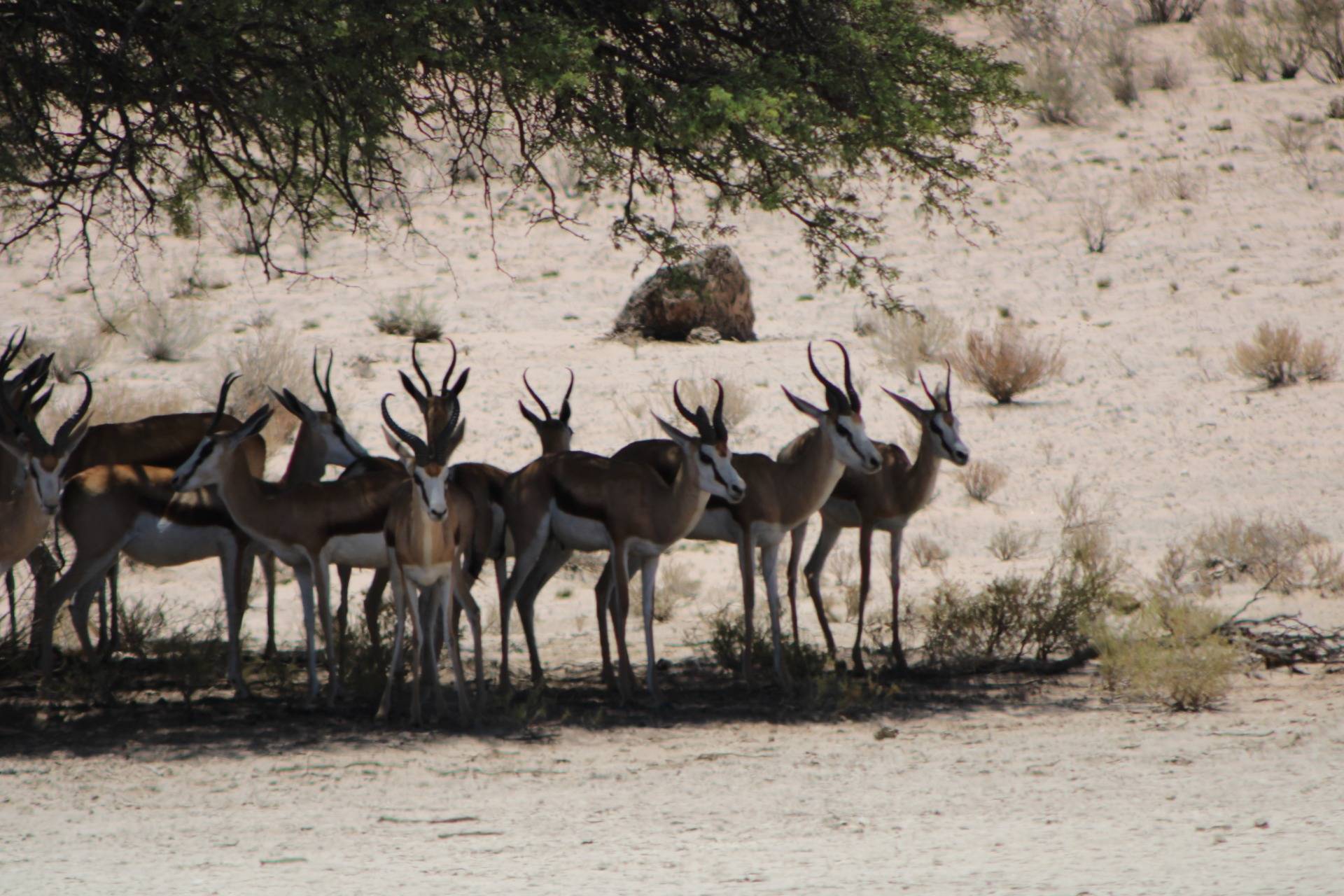 Some Springbok trying to hide away from the hot midday sun.