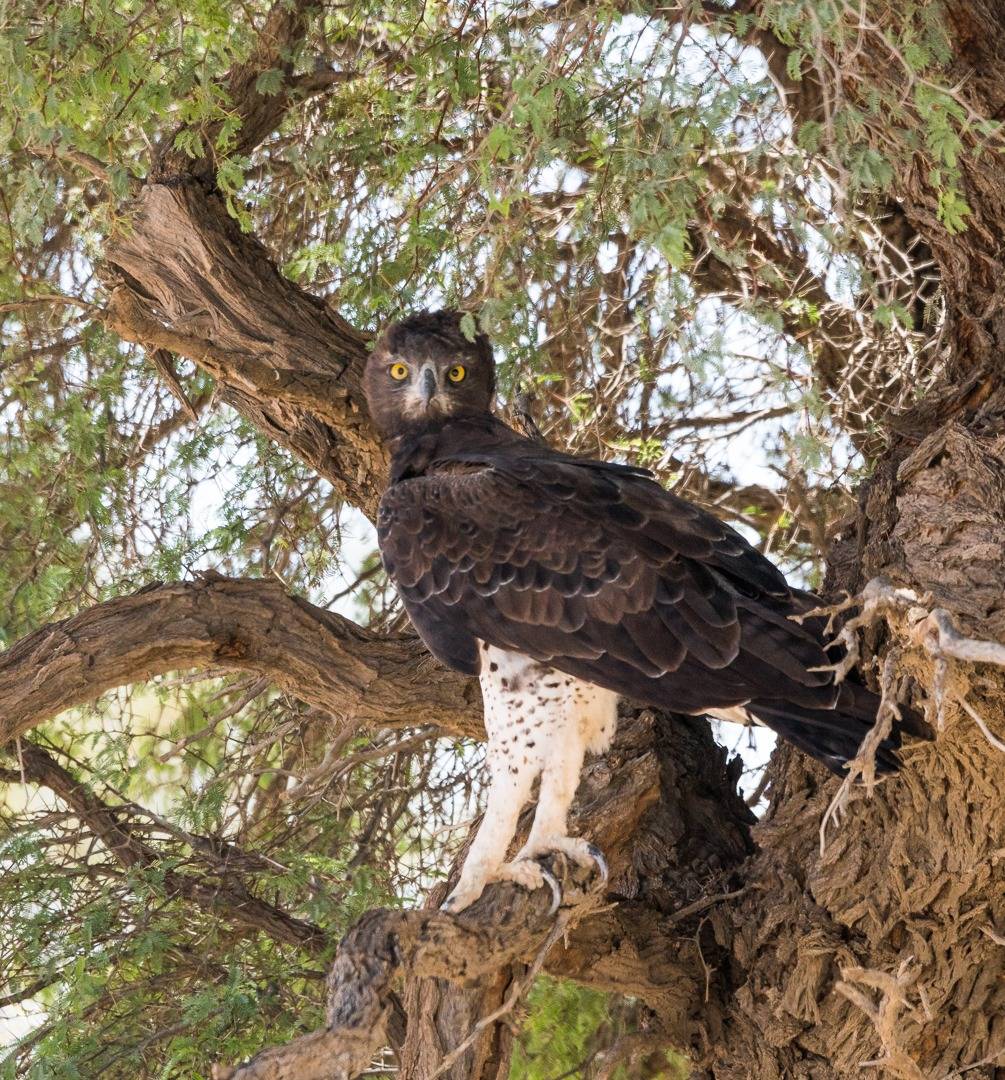 A Martial Eagle also trying to stay out of the sun (Photo: Vicky Garcia).