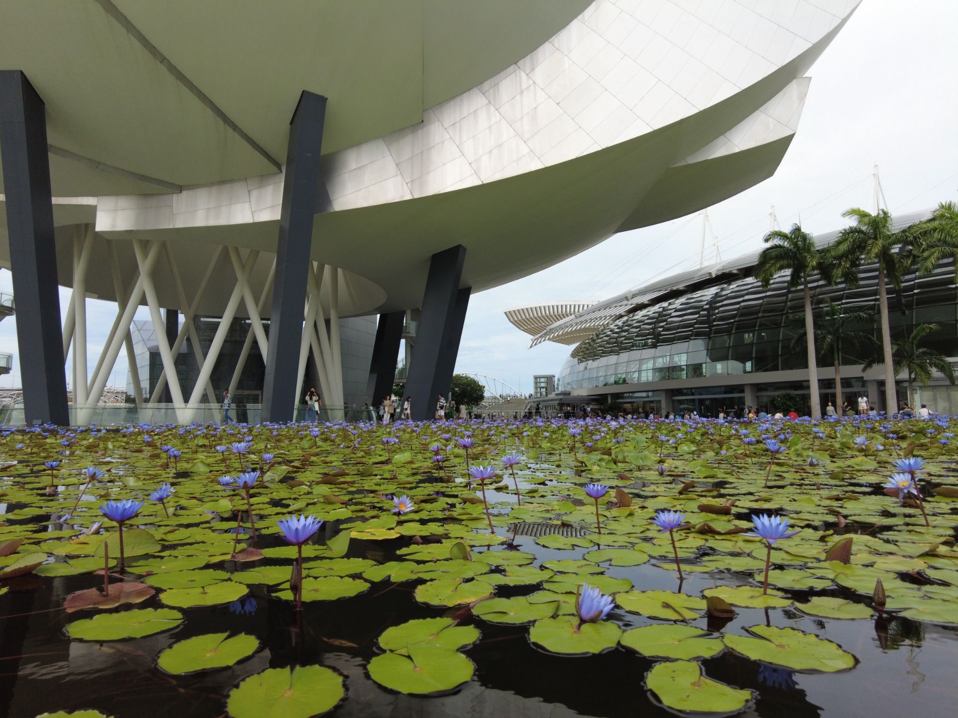 Blooming Wonders: My Stroll Around ArtScience Museum's Lotus Pond