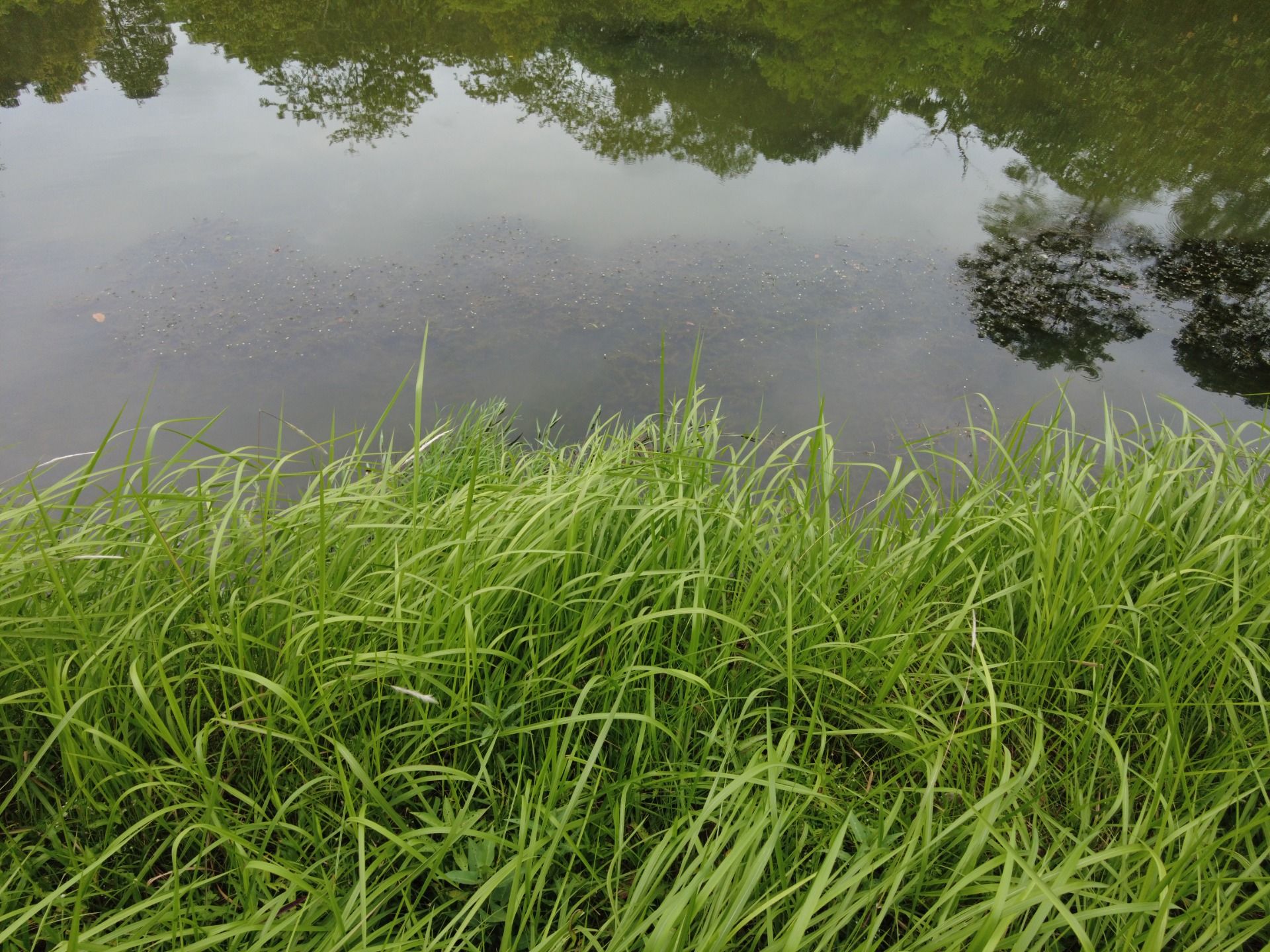 Trekking, Sketching, and Bird-watching activities at Springleaf Nature Park