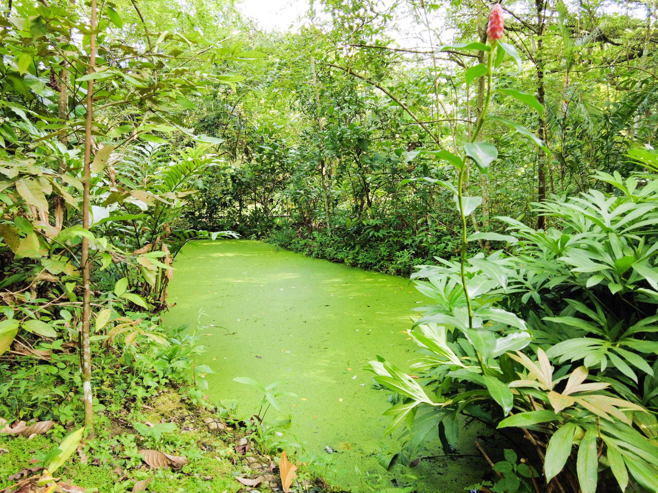 Exploring Windsor Nature Park: Trails, Wildlife, and Hidden Surprises