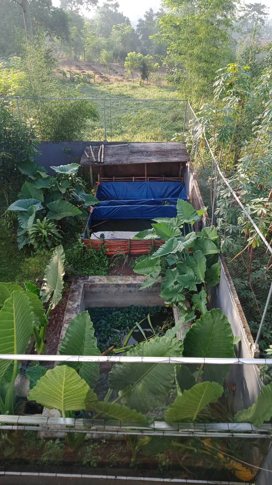 Kolam ikan