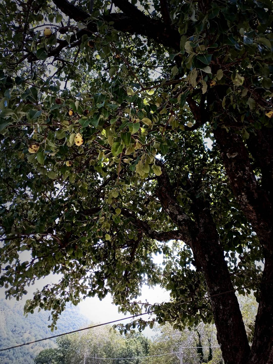 Pears Tree