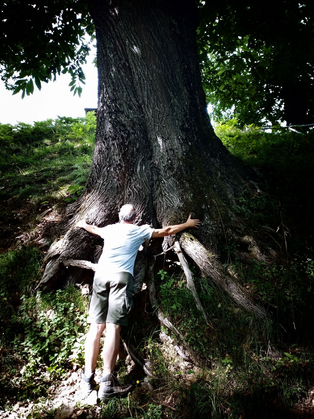 A So Big Chestnut Tree
