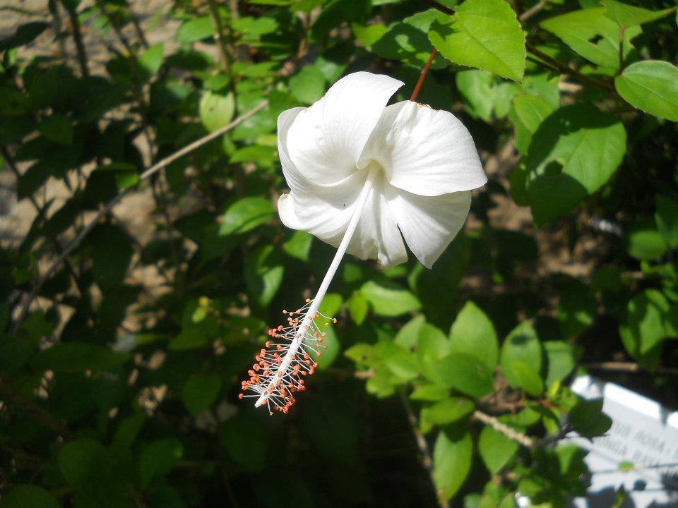 I seldom see this kind of white hibiscus