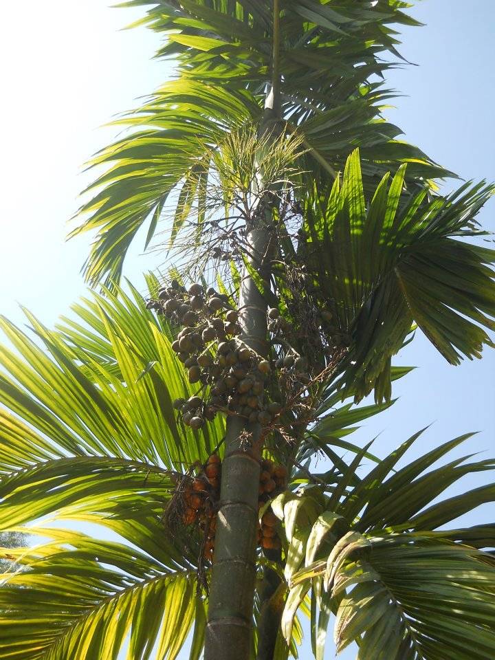 Is this the Pinang tree?