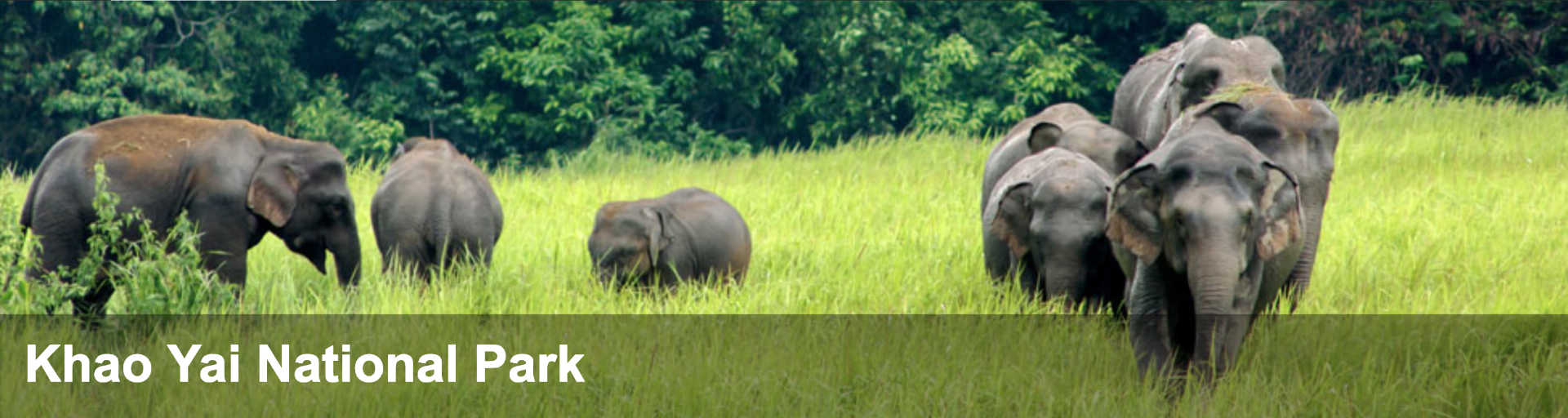 Picture by https://www.thainationalparks.com/khao-yai-national-park