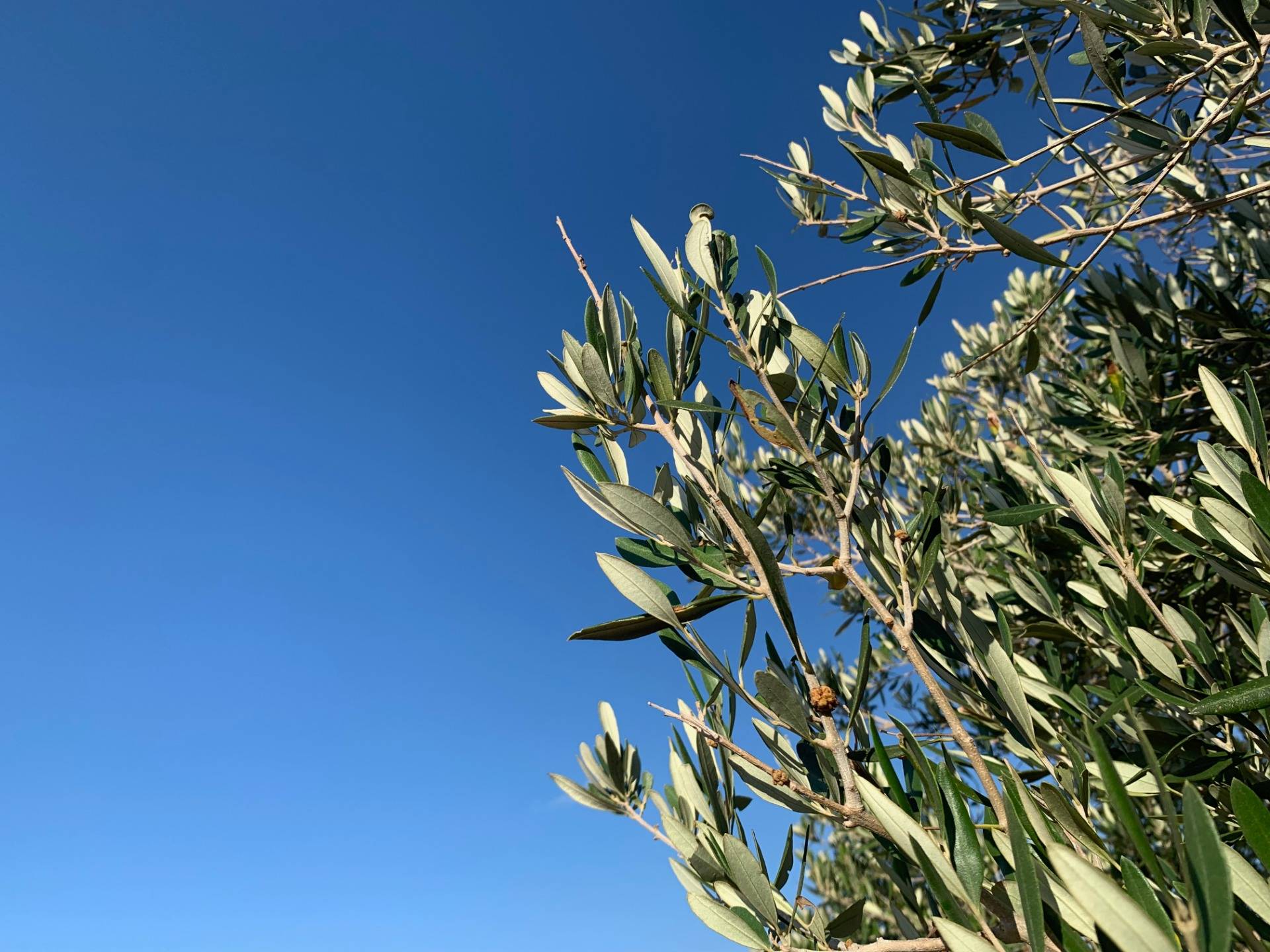 Olive tree and blue sky