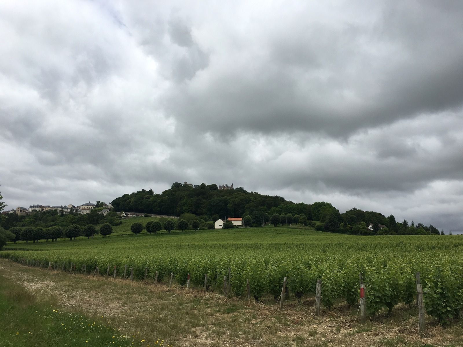 Sauvignon blanc de Sancerre crisp, elegant and fresh comes from here