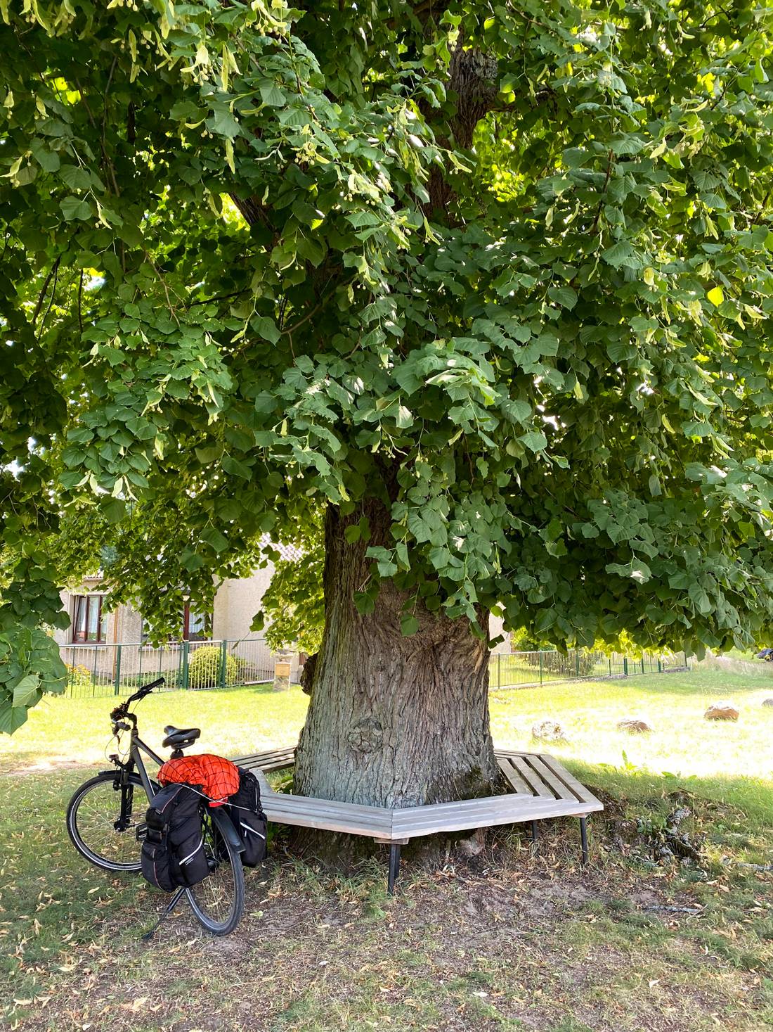 This old linden tree shade was too inviting