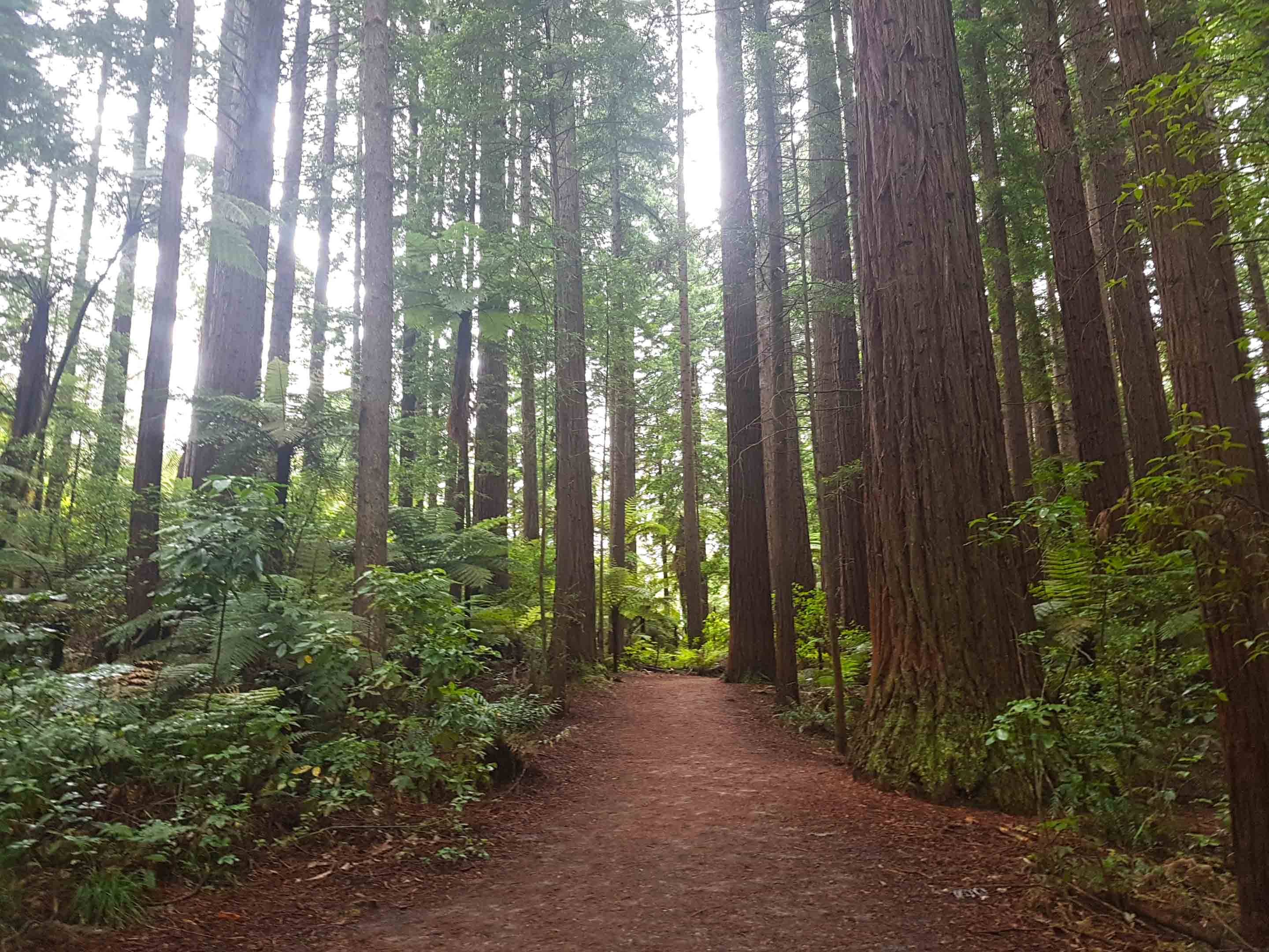 Forest Bathing in the Redwoods of Rotorua