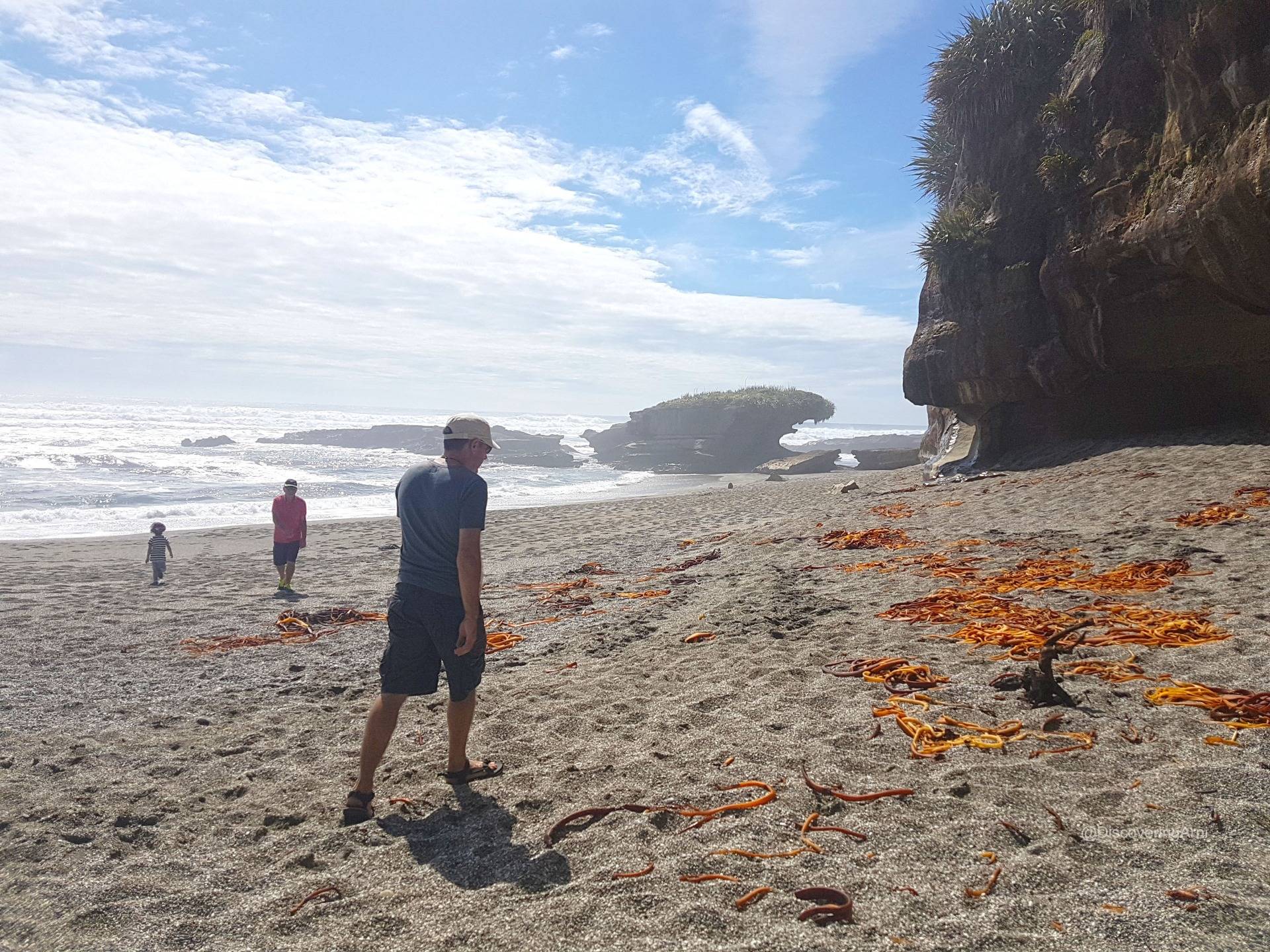 Bull kelp and seaweeds along the gravel shores
