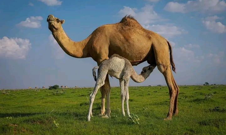 Hello my friends maanta iyo dhul barwaaqo ah