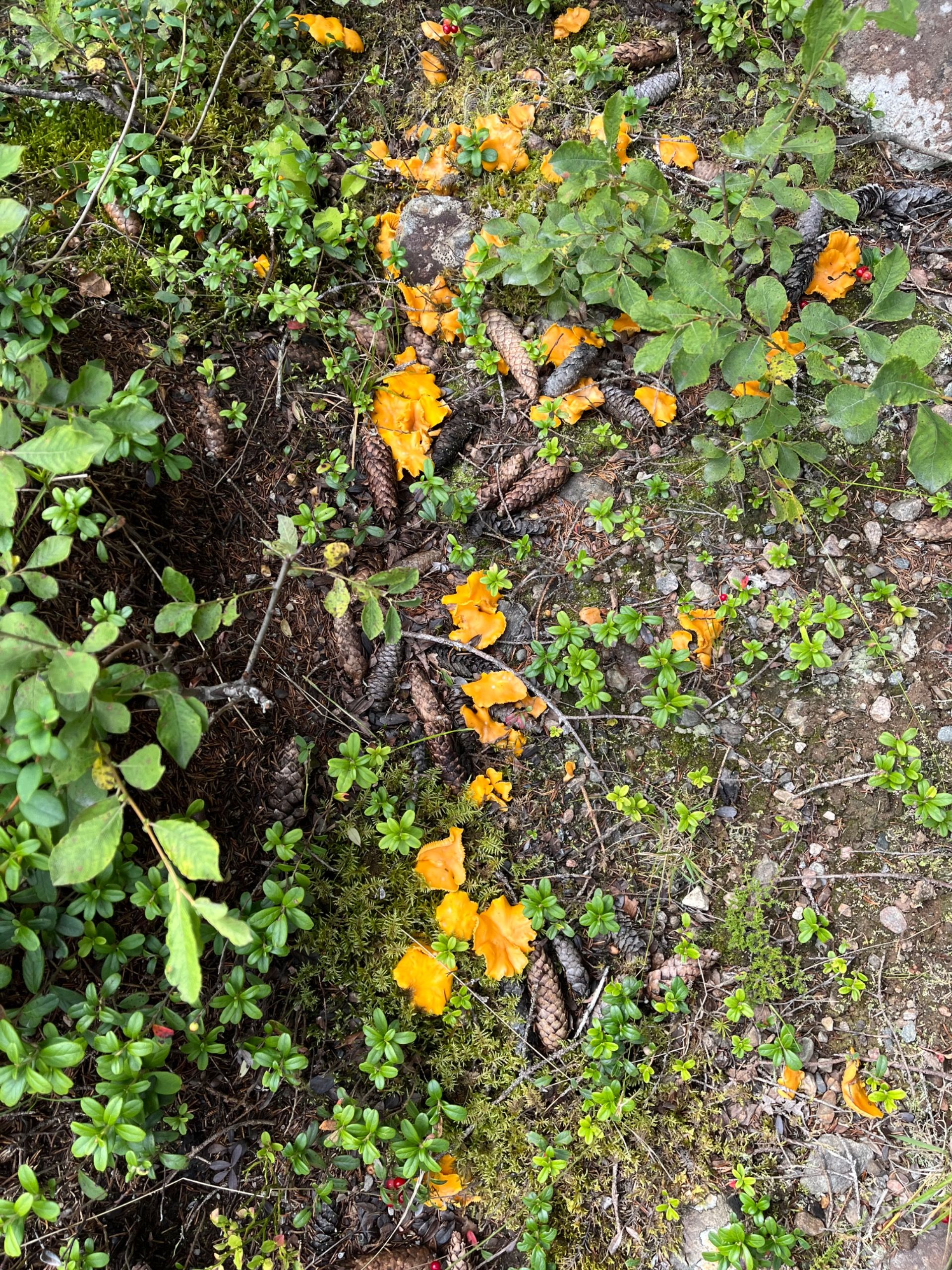 Pfifferlinge ohne Ende am Wegesrand.