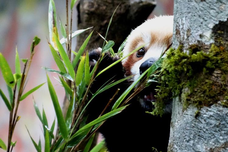 Red Panda.
