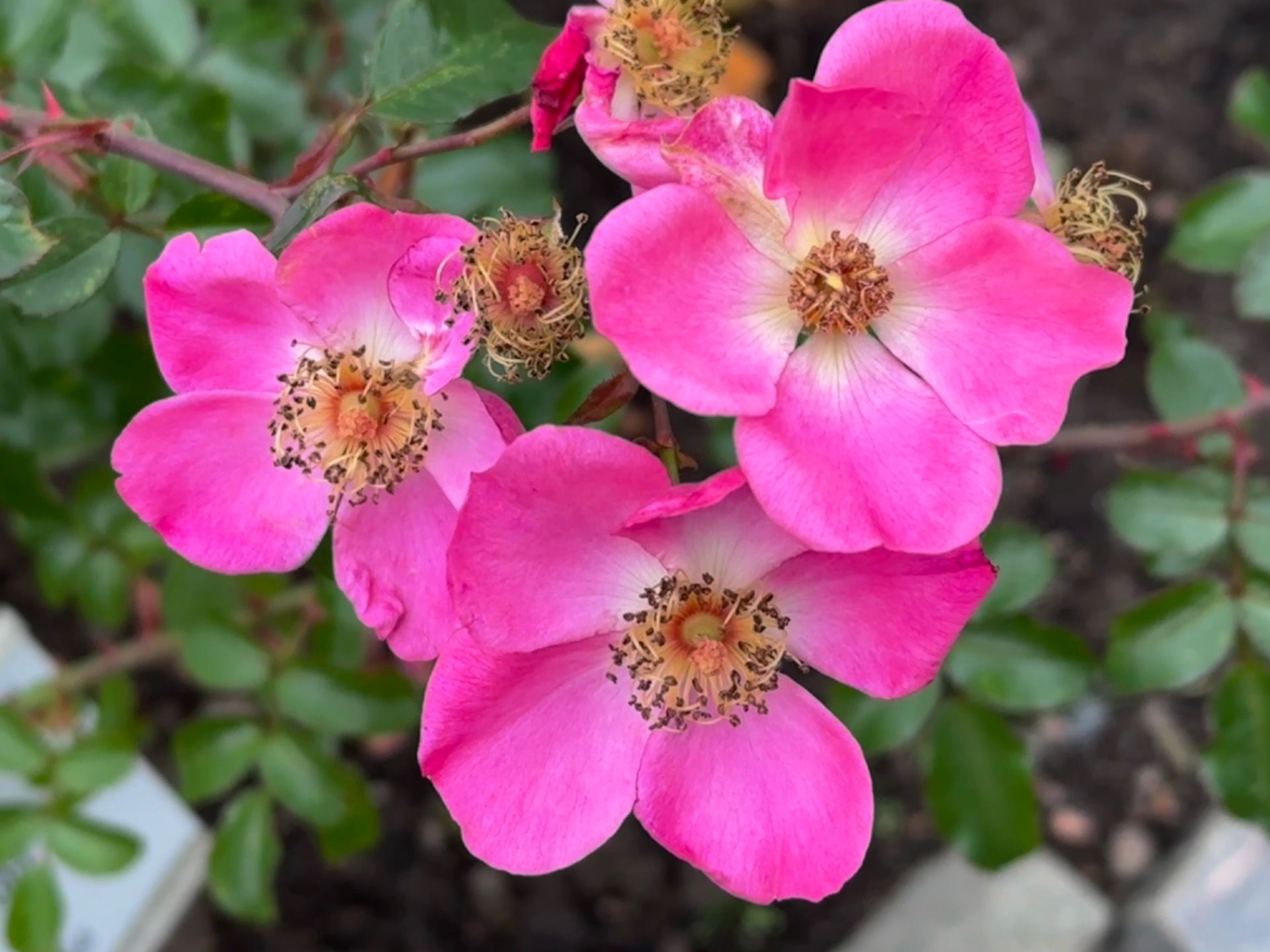 Wild roses.