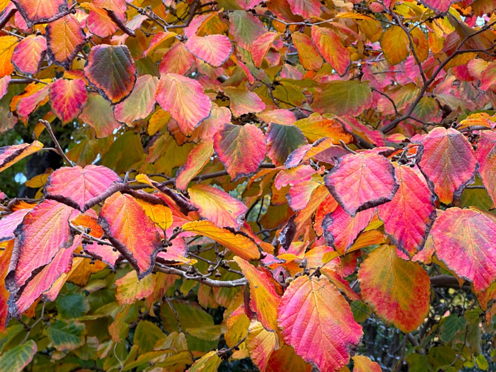 Spectacular autumn leaves in the park.