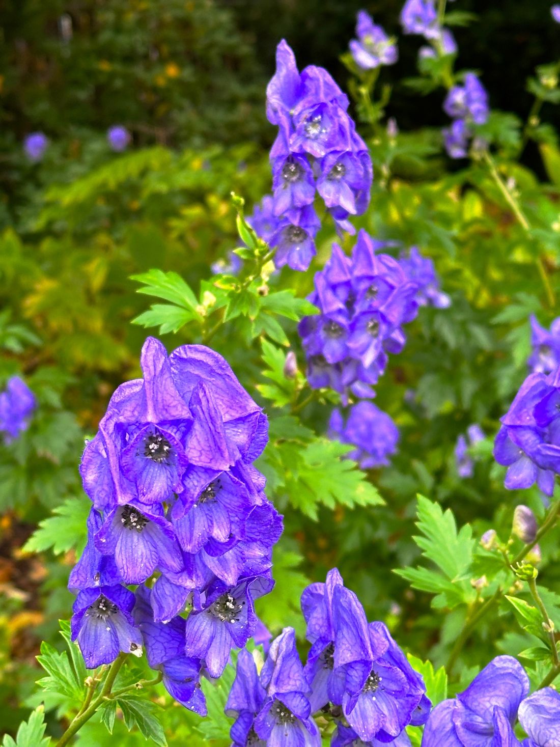 Aconitum, also known as monk’s hood or aconite along a herbaceous border.