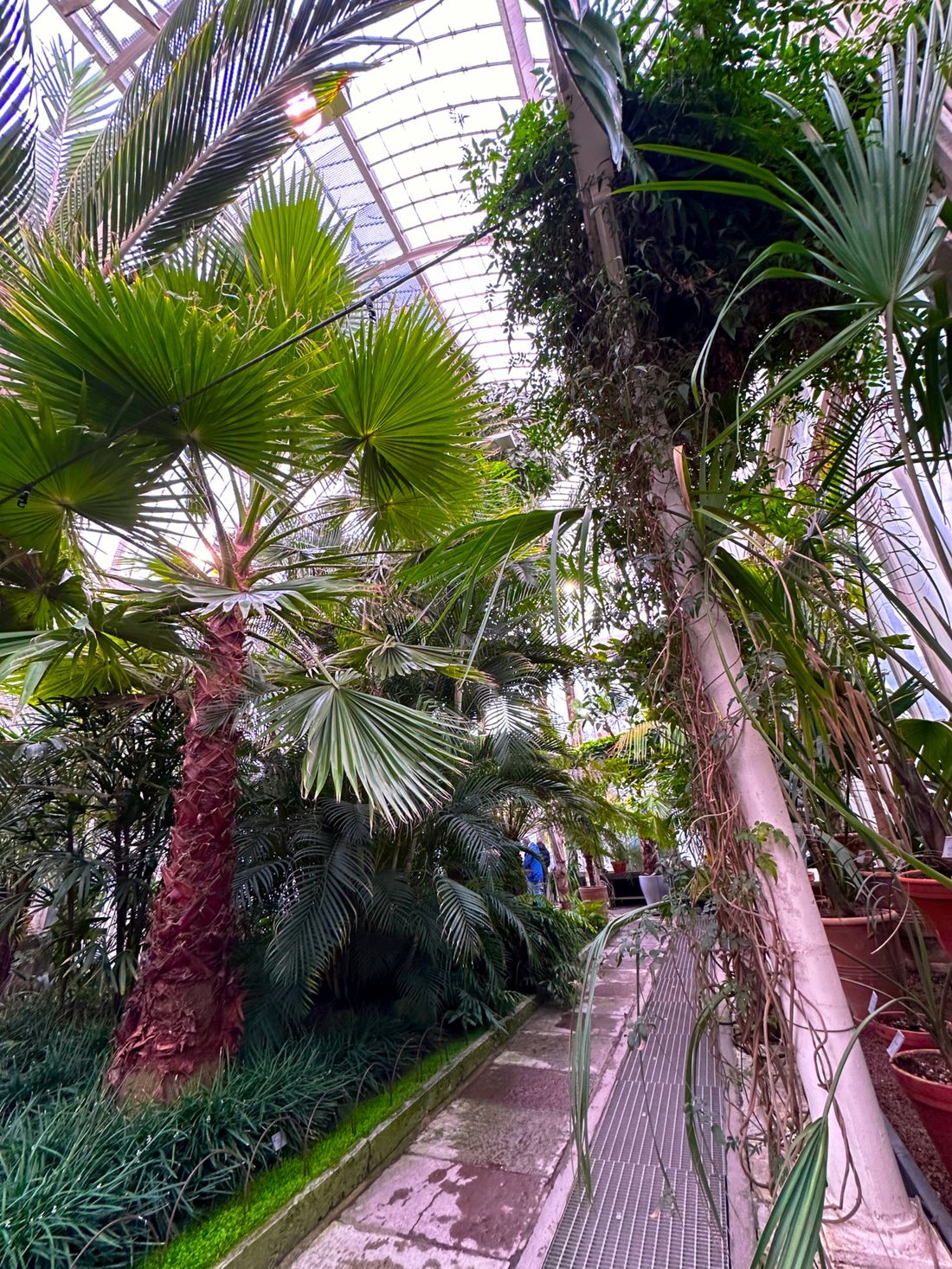 Palms in the Palm House.