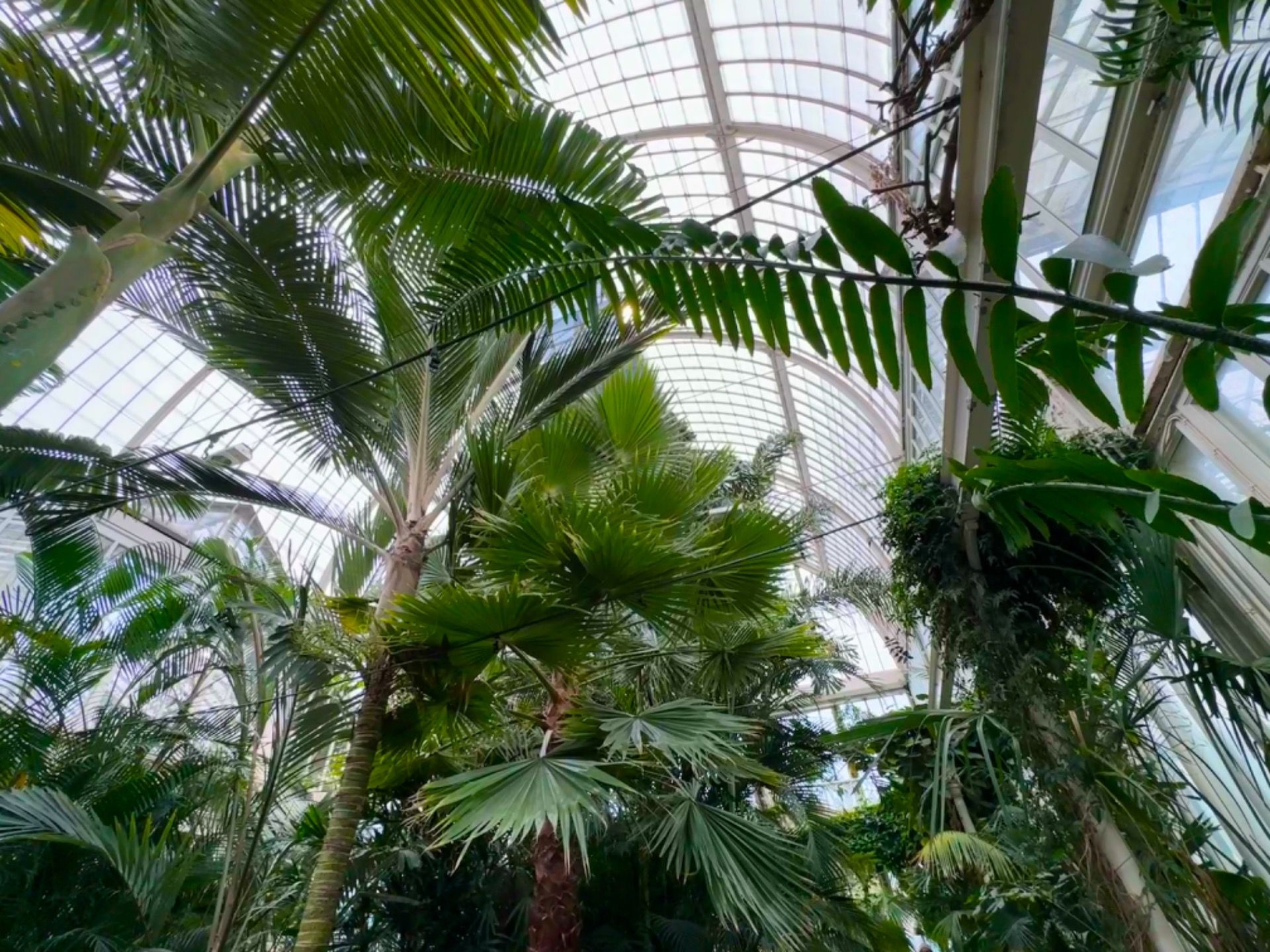 The interior of the Palm House.