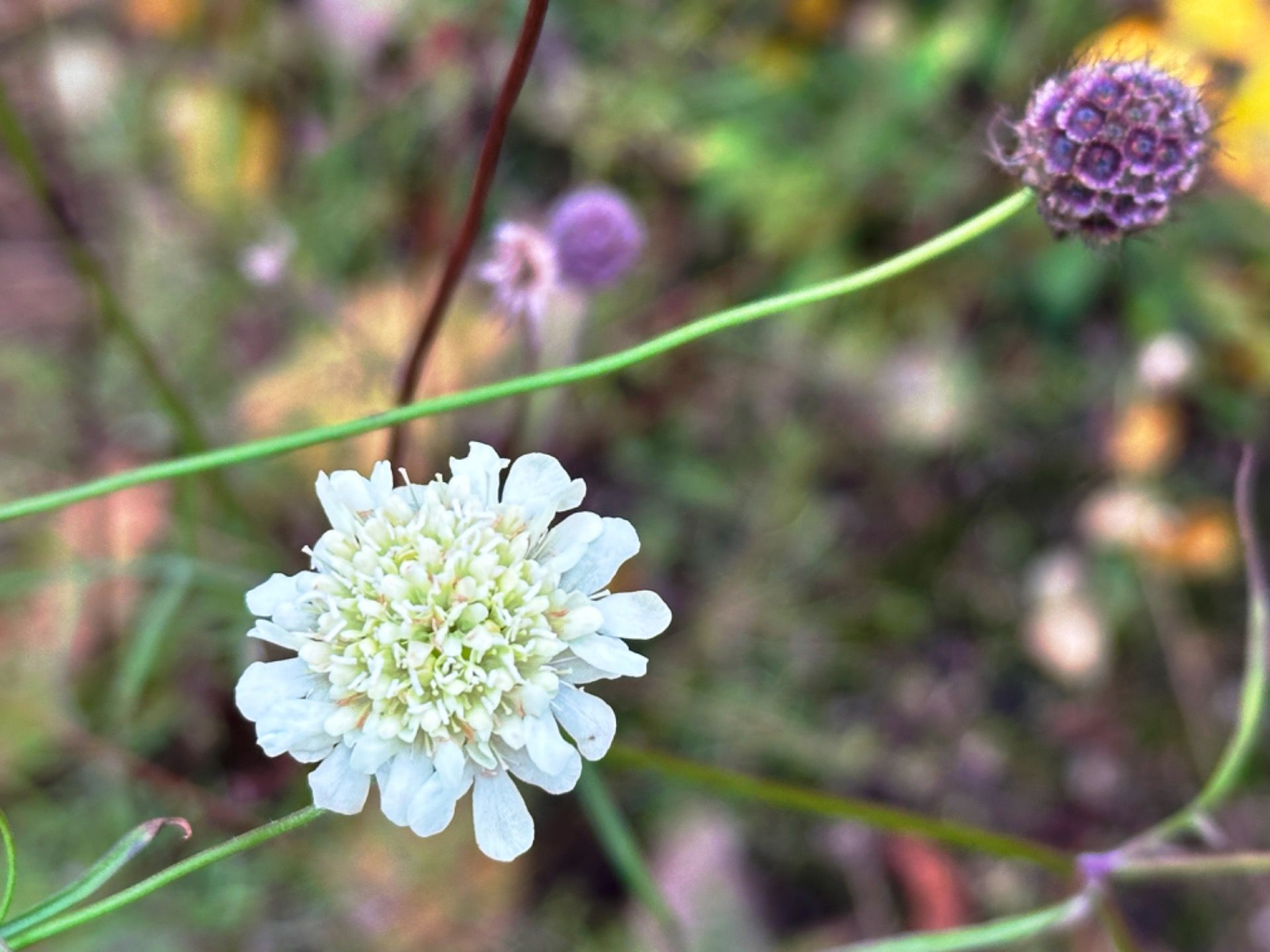 Native pincushion flower.