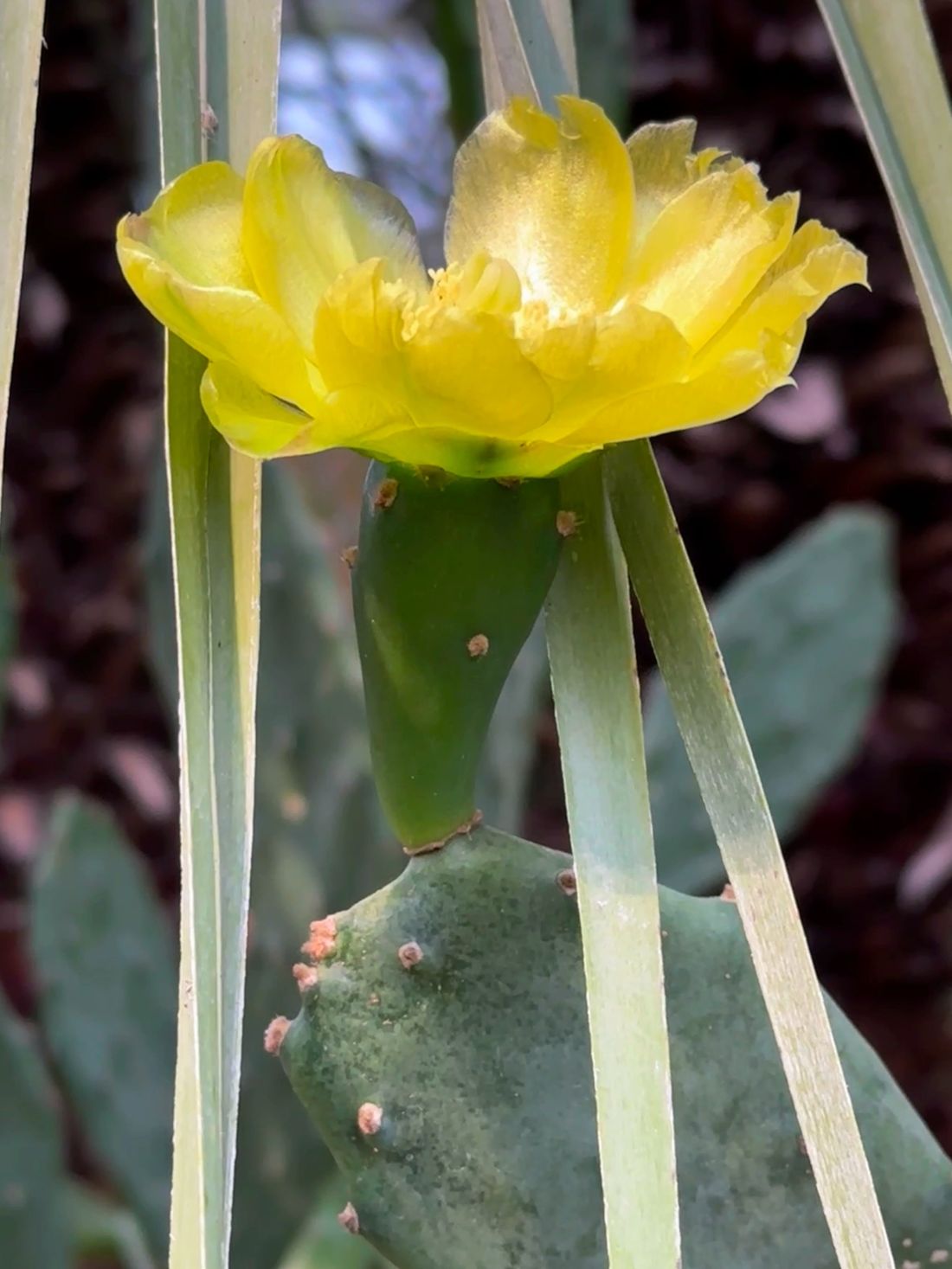 A bloom of the Spineless Prickly Pear Cactus in the Palm House.