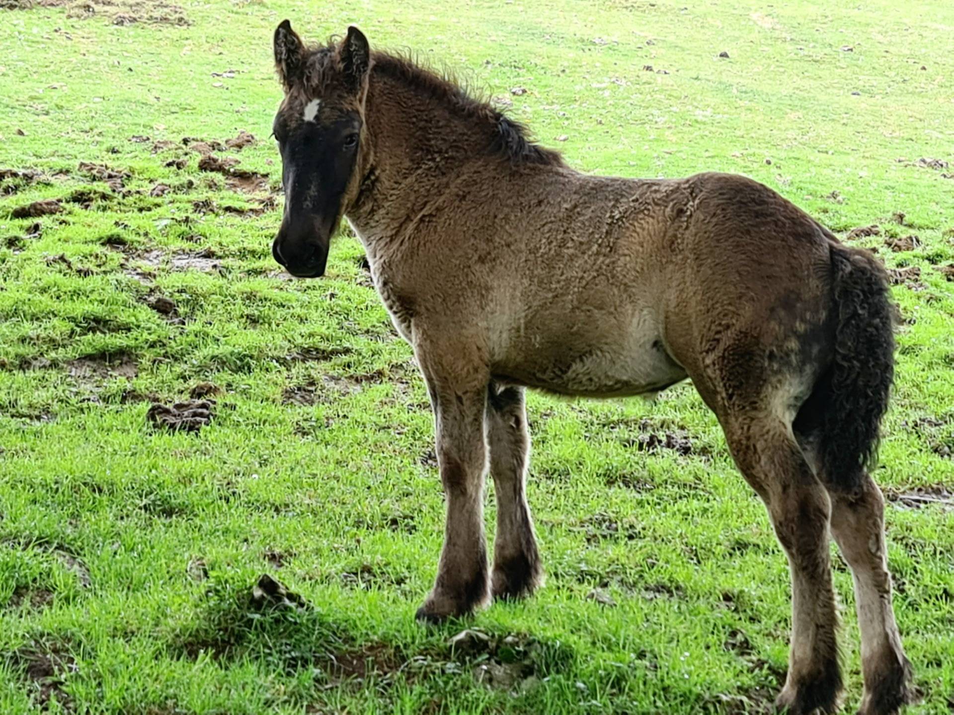 A beautiful foal that seems to be saying to me: ”See you soon in Nature again, mate”.