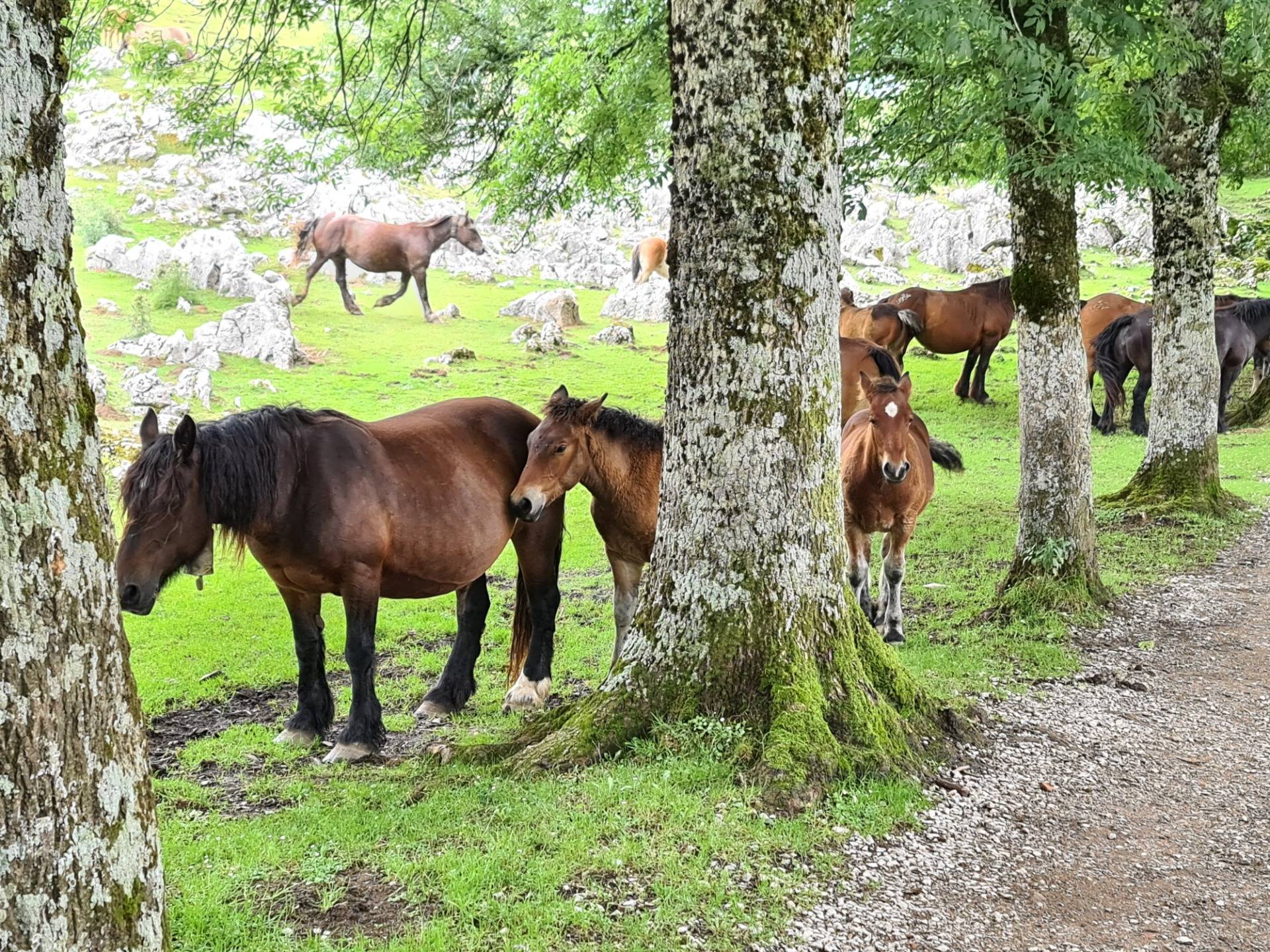 Basque Mountain horse breed profile, facts, lifespan, traits, training, habitat, speed, range, diet, groom, care, standard, health, pedigree