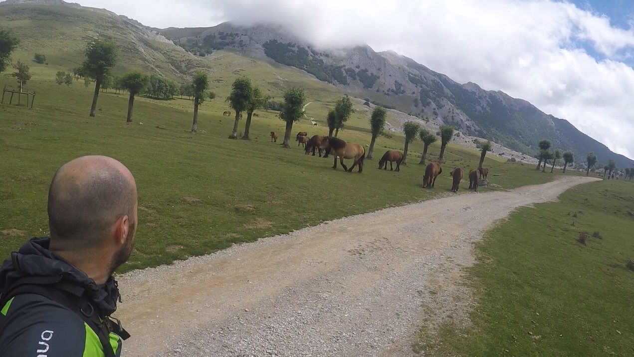 Approaching a new herd of Basque horses.