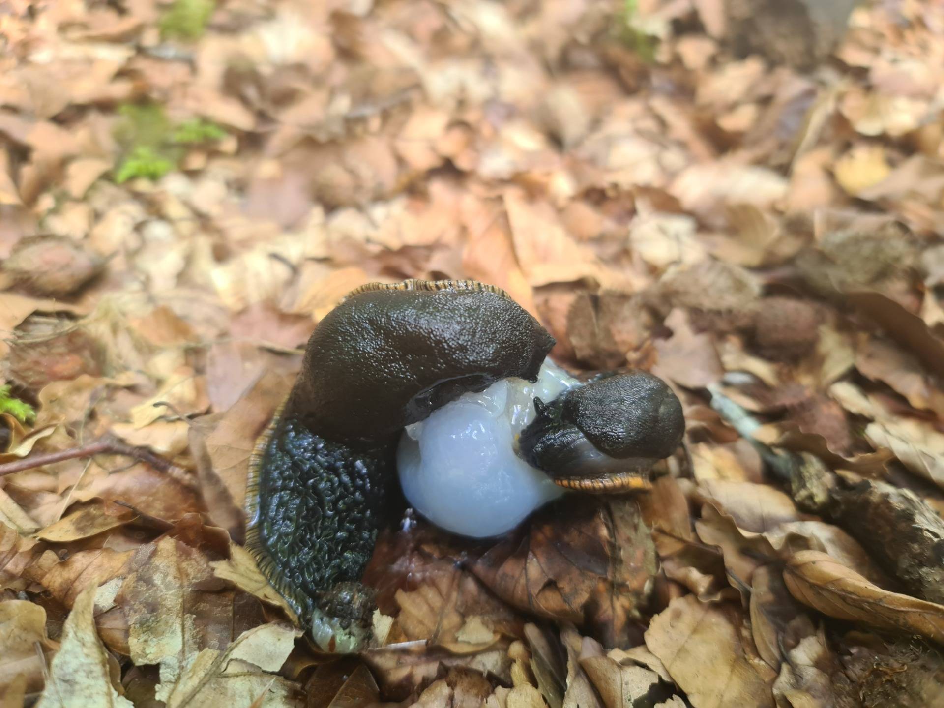 Common slugs (Arion ater) on top of that ball of compact mucus.