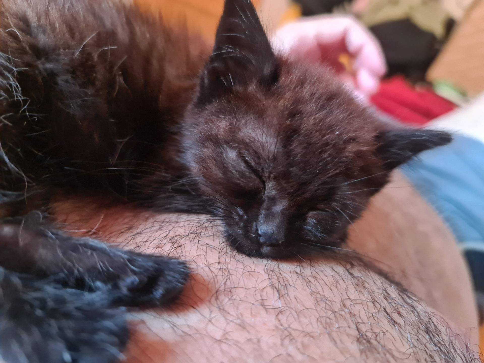 Kitten sleeping on my chest (1).