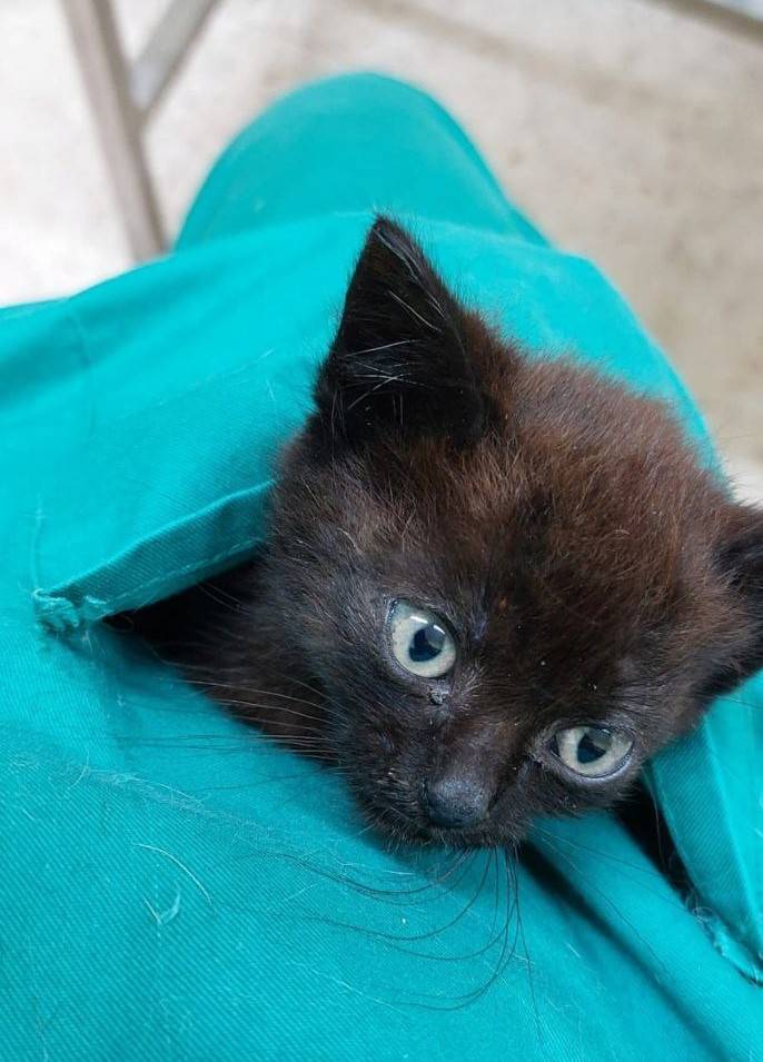 Her in the Vet’s pocket while the vet working with other pets.