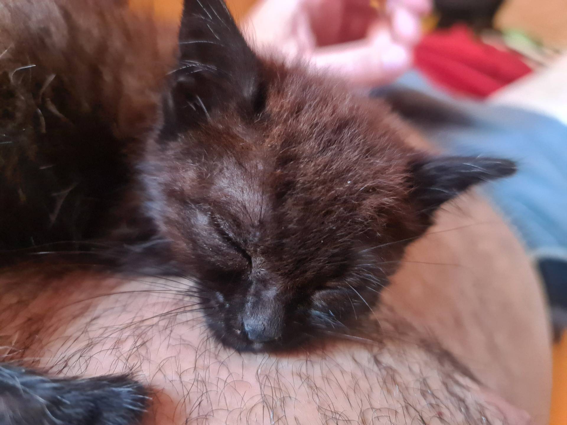 Kitten sleeping on my chest (2).