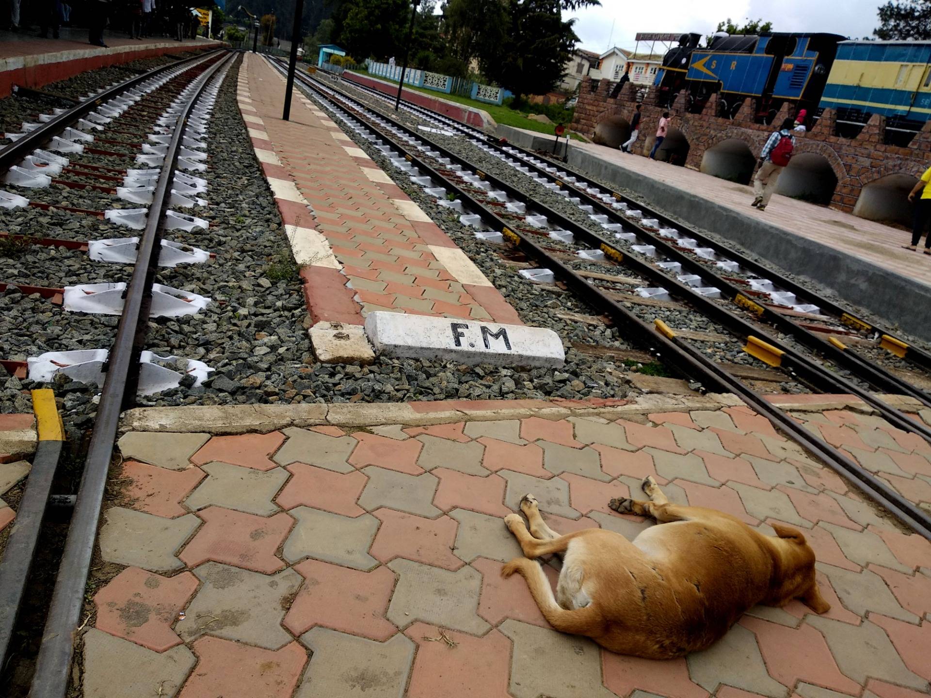Just look at him or her, right in the middle of the tracks, with no care to what so ever happening around!