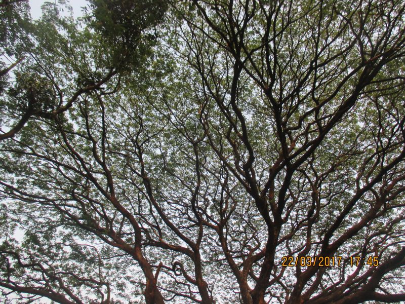What Makes Thrissur