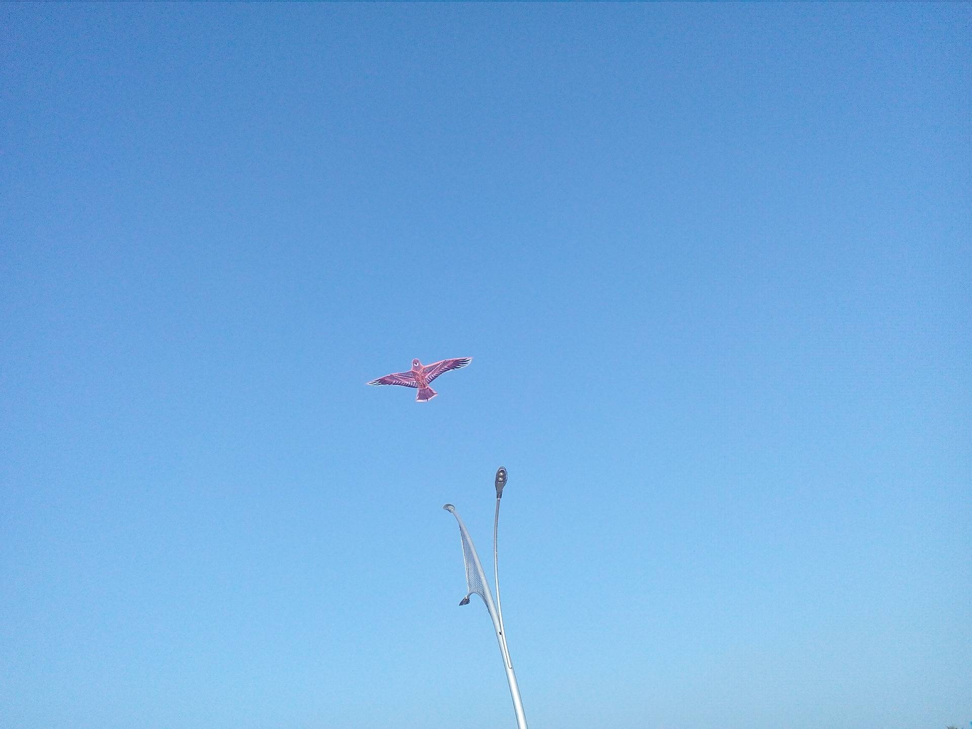 Nice to see flying kite