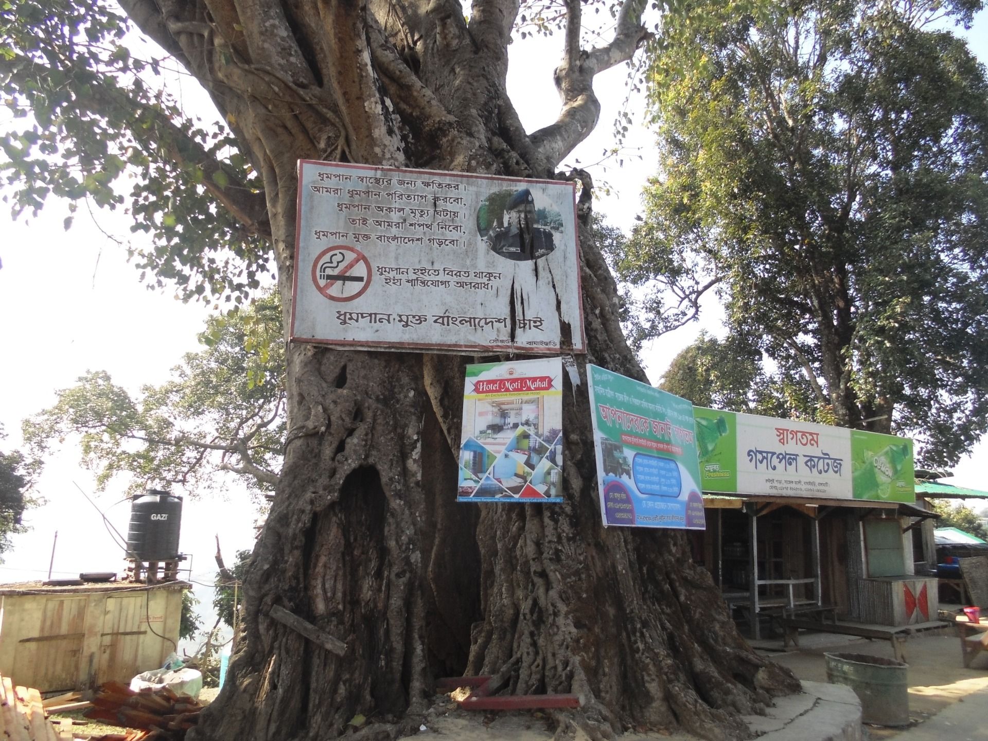 Old banyan tree