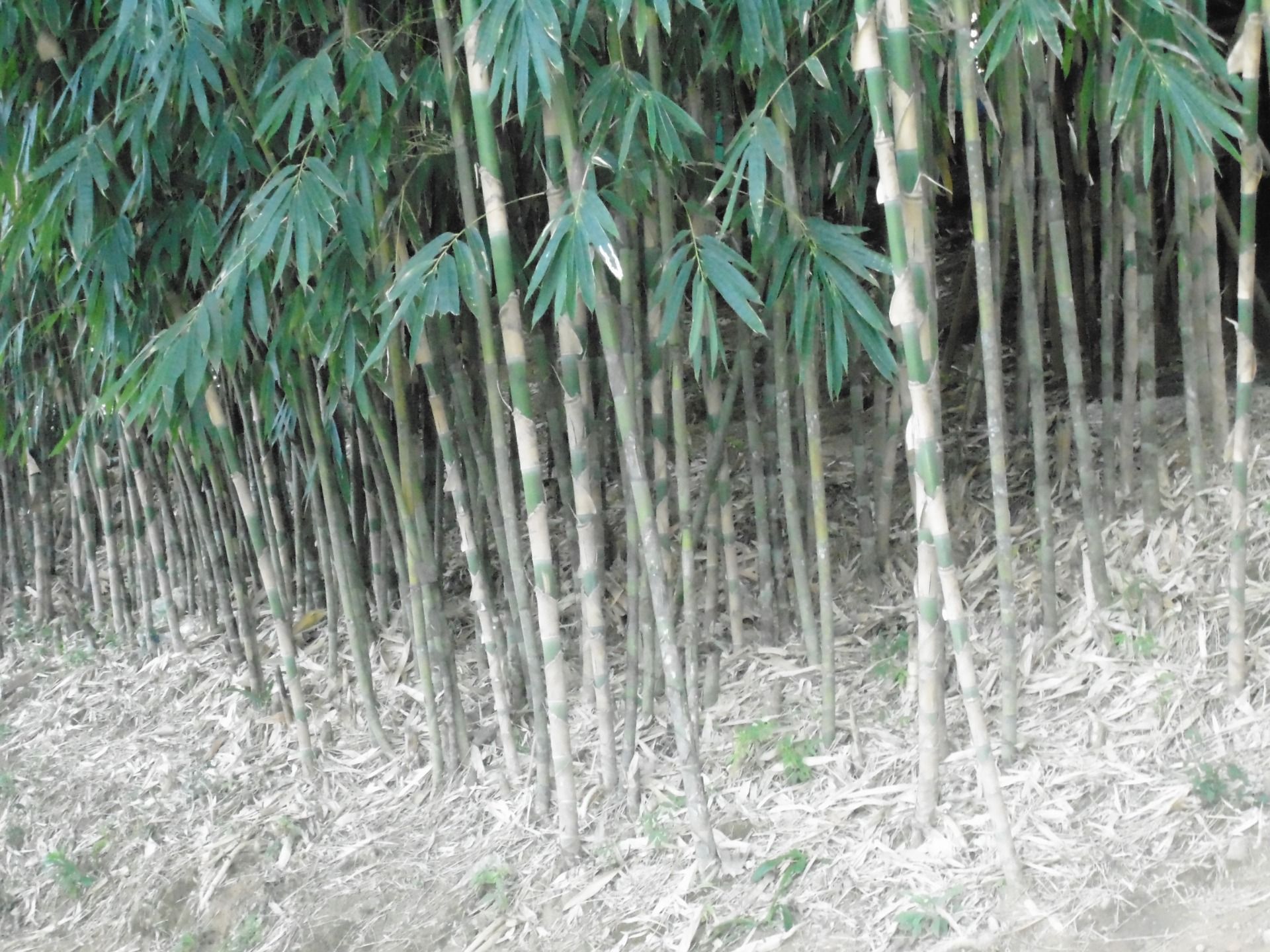 Bamboo