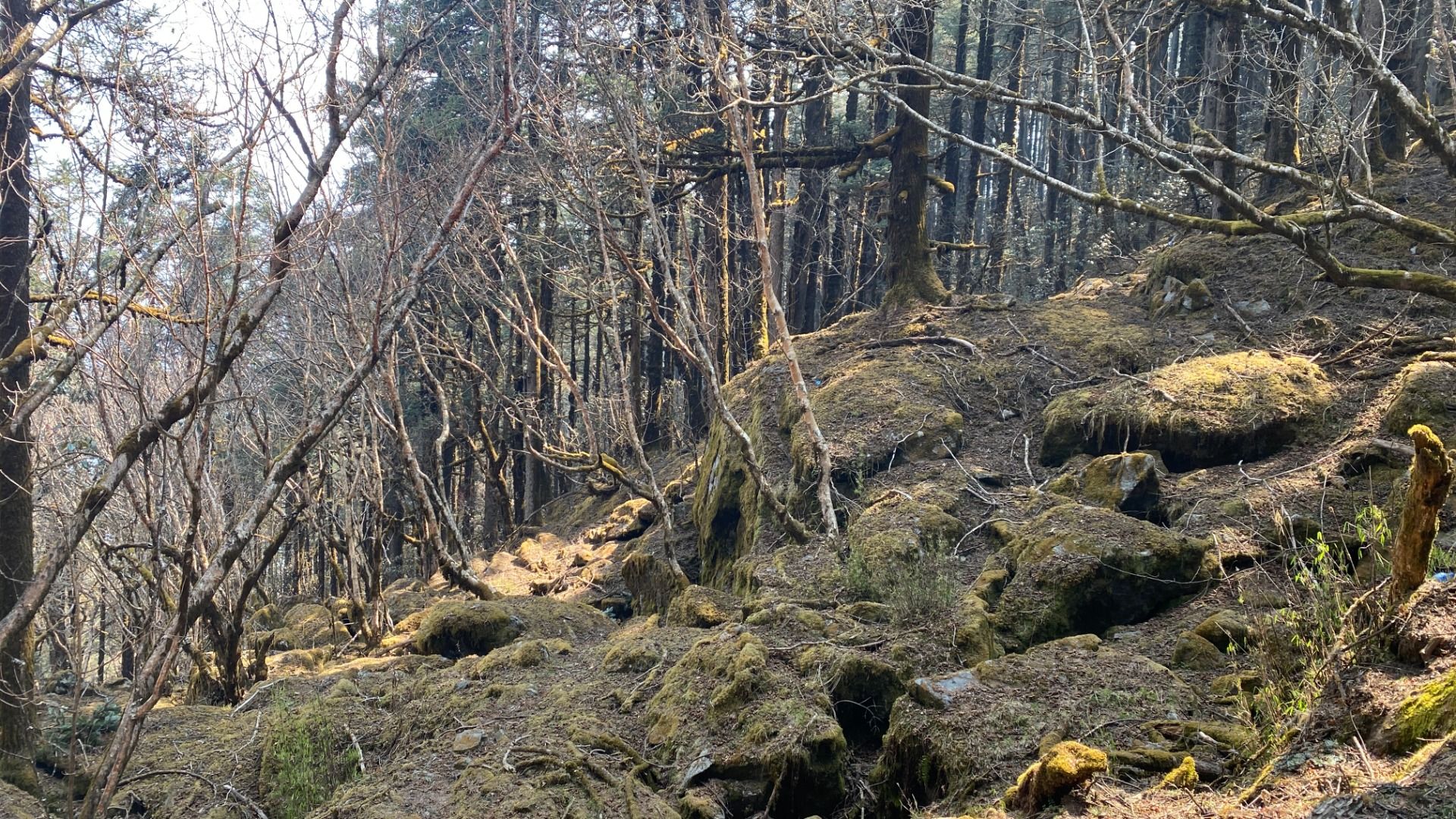 A narrow dirt trail winds through a moss-covered forested hillside.