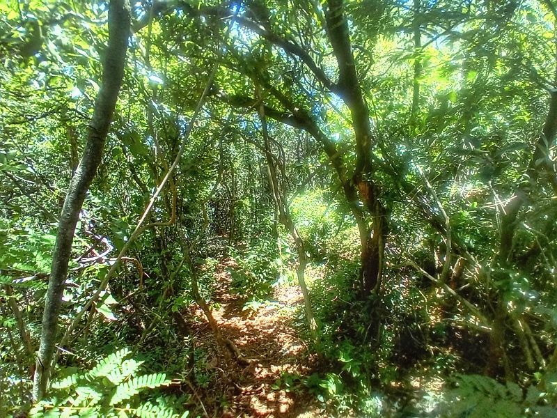 I found a hidden path into the forest but since I had a place to arrive at I left it unexplored so that remains for another adventure.