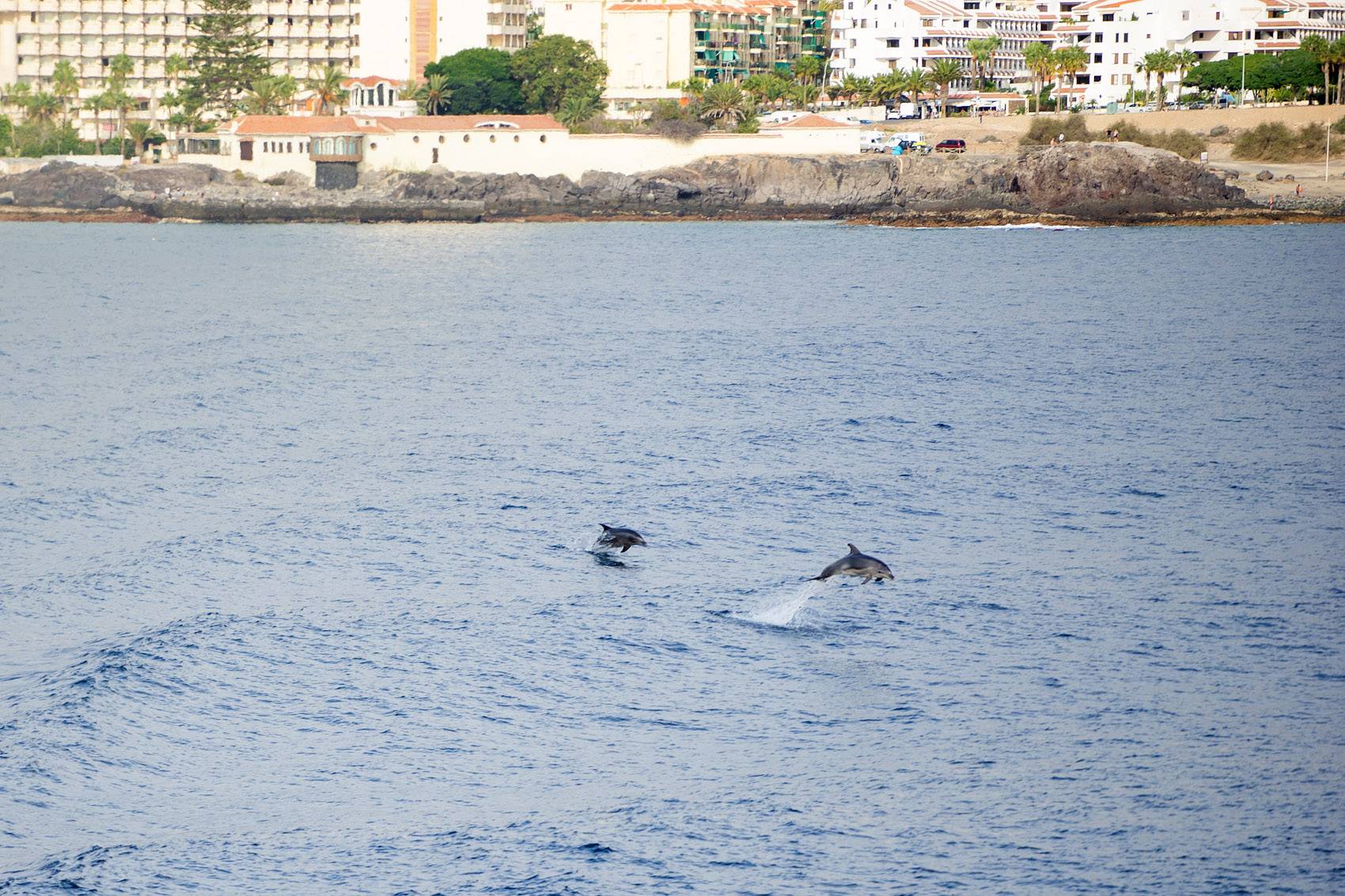 Dolphins saying goodbye
