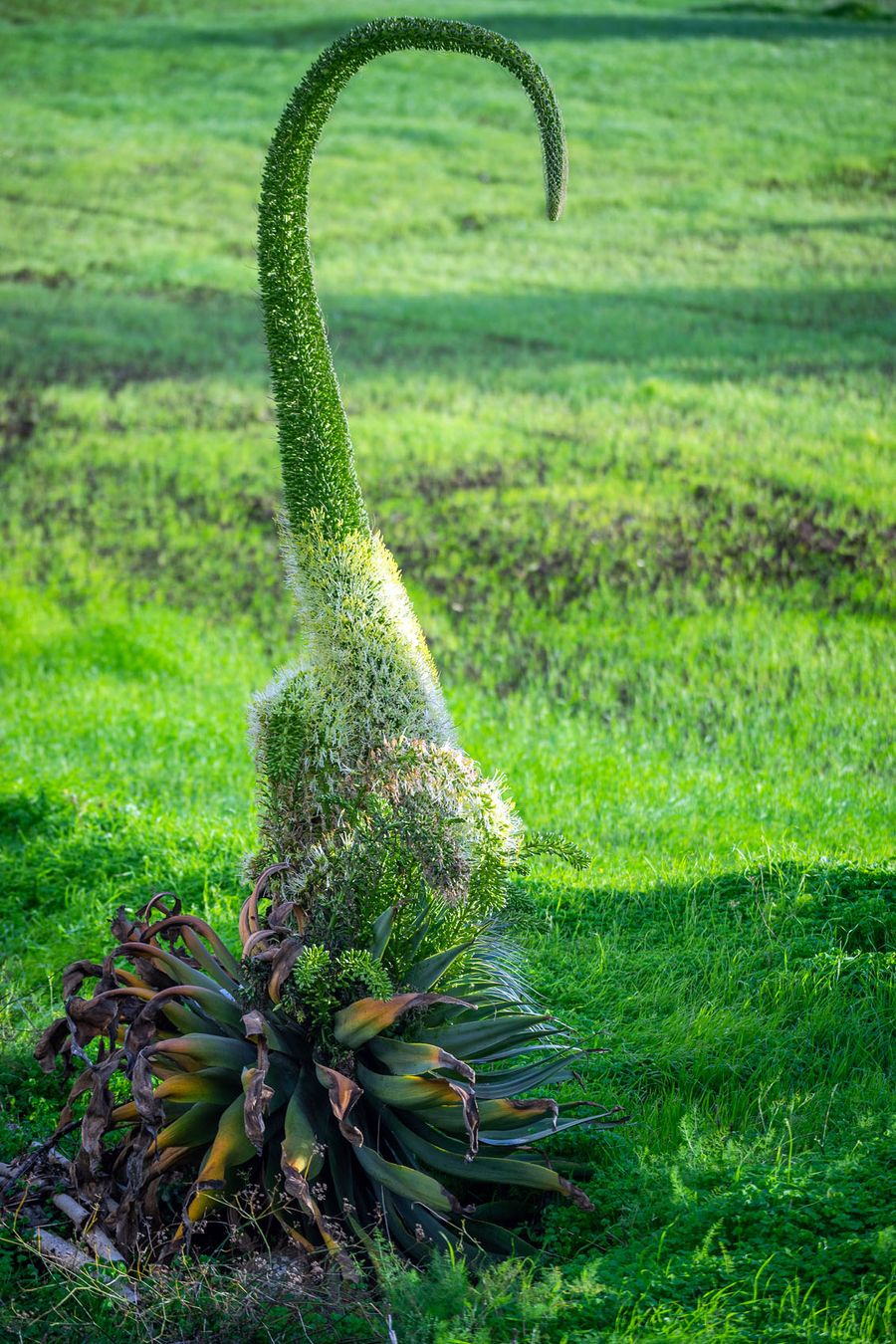 Alien Plant?