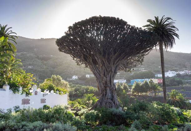 The Dragon Trees of Tenerife